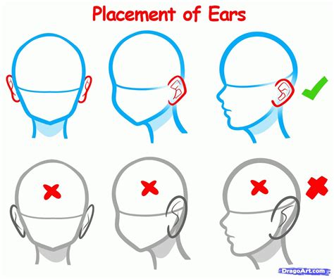 Ear placement. | Drawing tutorial, Drawing tips, Drawing techniques