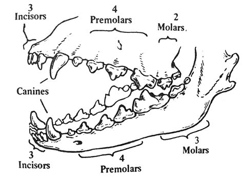 Dog Teeth Anatomy - Anatomy Reading Source