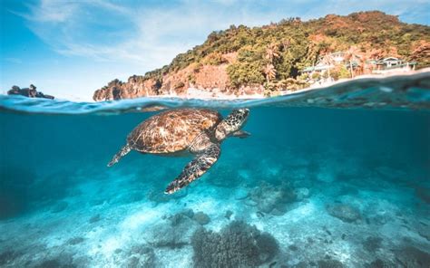 Apo Island Guide: Snorkeling & Diving Near Dumaguete