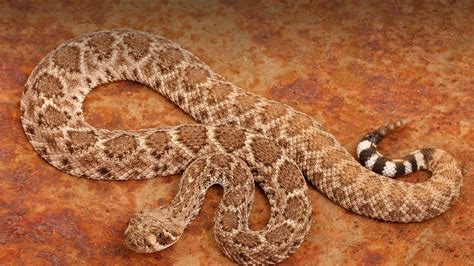 Rattlesnake Wallpapers - Top Free Rattlesnake Backgrounds - WallpaperAccess