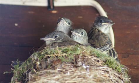 Things with Wings: Crowded Eastern Phoebe Nest