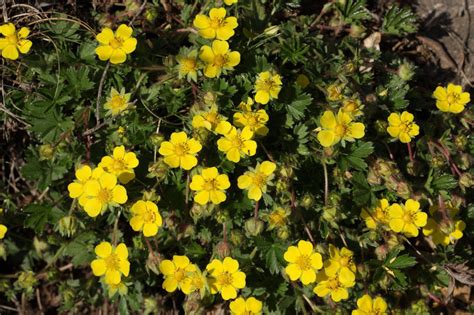 Potentilla Plant Care: Tips For Growing Potentilla Shrub or Shrubby Cinquefoil | Ground cover ...