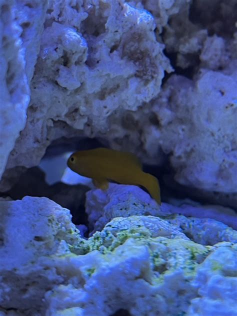 Yellow clown goby eating? | Reef2Reef