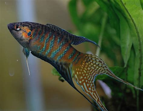 25 Awesome Cold Water Fish for Freshwater Aquariums (With Pictures)