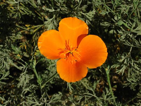 California Poppy Bloom Free Stock Photo - Public Domain Pictures