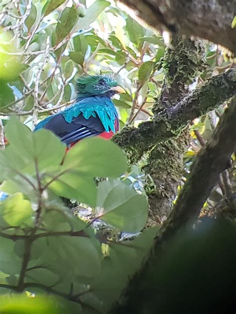 Monteverde Natural Wildlife Guided Tours - All You Need to Know BEFORE ...