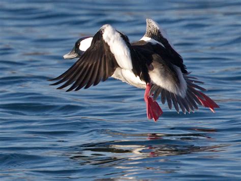 Bufflehead | San Diego Bird Spot