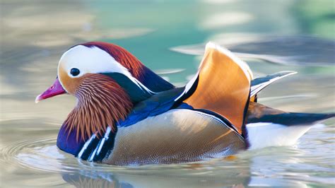 Mandarin duck : r/duck