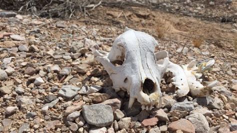 More dead animals found dumped in the desert outside Las Vegas | KSNV