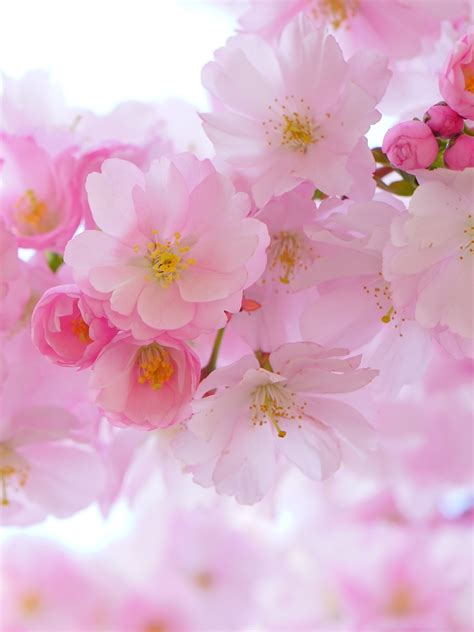 Cherry Blossom Wallpapers