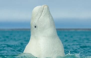 Arctic Ocean Animals