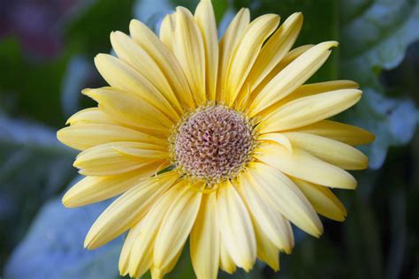 Free picture: fragrance, macro, pollen, nectar, nature, flower, summer, garden, petal, daisy