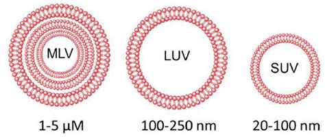 SciELO - Brasil - Liposome and Their Applications in Cancer Therapy Liposome and Their ...