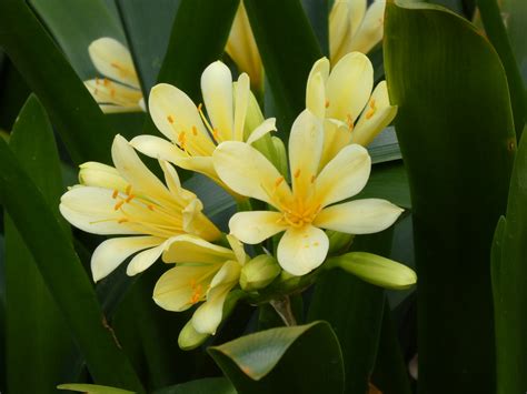 Clivia varieties at Mt Coot-tha | tanetahi | Flickr