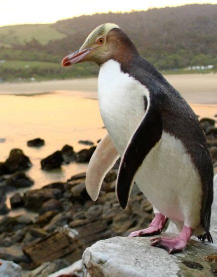 Yellow-eyed Penguin - Catlins, New Zealand