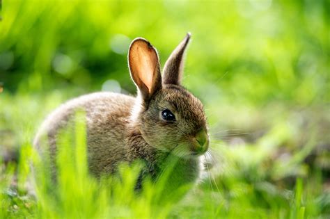 Rabbit Wallpapers, Pictures, Images