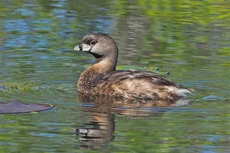 11 Lake Birds (Photos & Facts) - Bird Feeder Hub