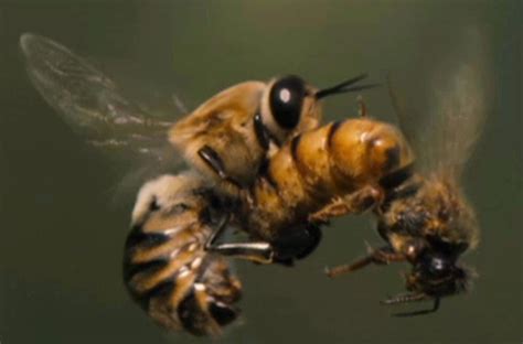 Queen Honey Bee Mating