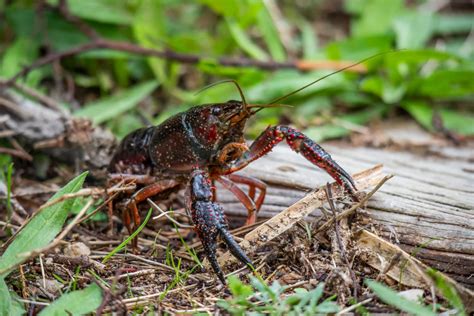 Michigan's native crayfish and the threats of a new Invader - Huron River Watershed Council