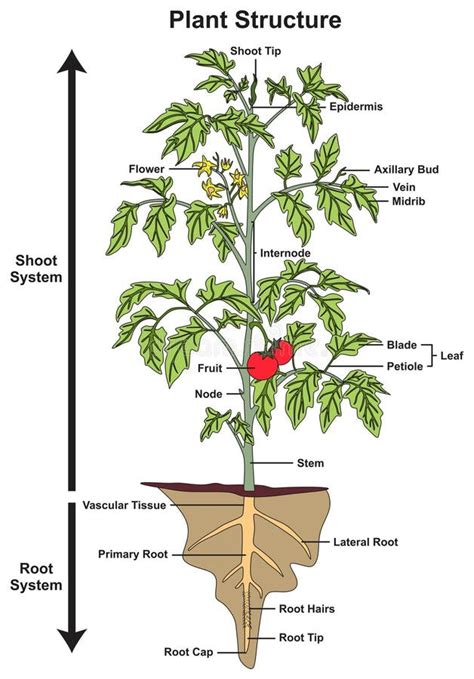 peso Desnudarse Marco de referencia tomato plant anatomy Vadear Hacia ...