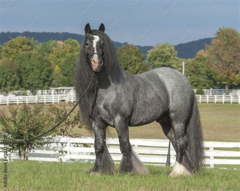 Gypsy Vanner Horse blue roan stallion Stock Photo | Adobe Stock