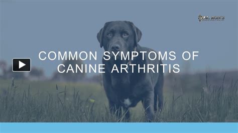 PPT – Common Symptoms of Canine Arthritis PowerPoint presentation ...