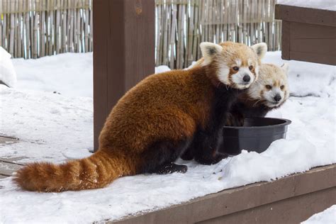 red pandas snow - Potawatomi Zoo