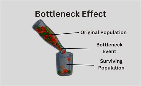 What Is Genetic Drift?-Definition, Cases, and Examples | Founder Effect | Bottleneck Effect