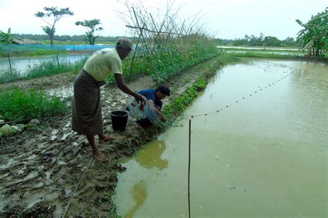 ‘No more food worries’: The big benefits of small fish farming in Myanmar