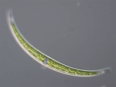 Microscope World Blog: Closterium under the Microscope