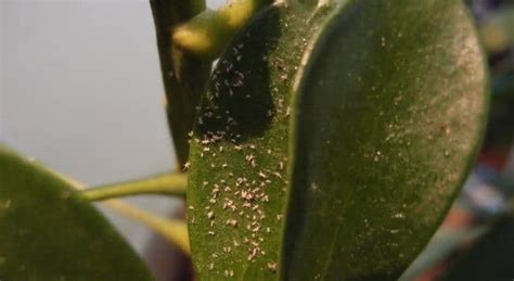 How to Get Rid of White Mites on Plants (Naturally) - Pat Garden