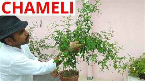 How to grow Chameli flower plant? - YouTube