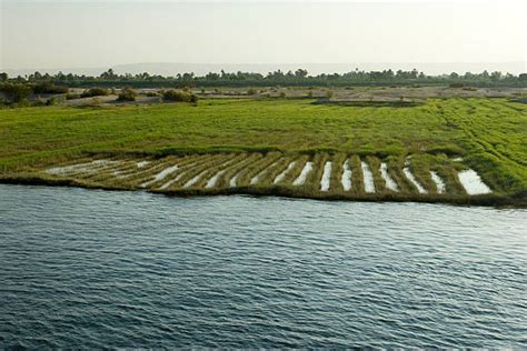 Nile River Agriculture Stock Photos, Pictures & Royalty-Free Images - iStock