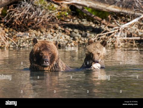 Mother grizzly and cub watching river Stock Photo - Alamy