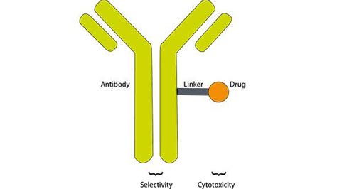 Antibody-drug conjugates, a fine example of teamwork - Mapping Ignorance