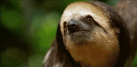 Sloth Animated GIF