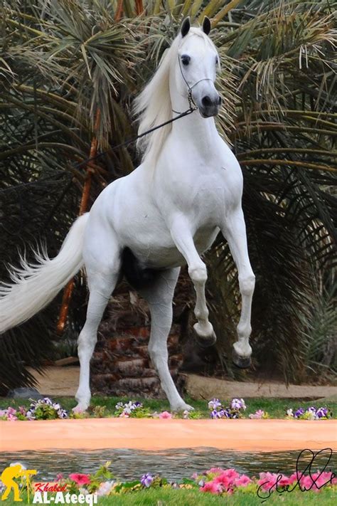 Beautiful White Arabian Horses