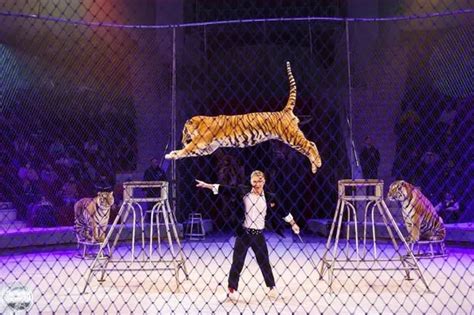 Grisly tiger fight erupts at circus in front of terrified kids leaving blood everywhere - Daily Star