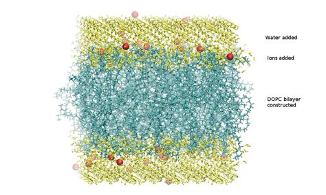 An Amber Lipid Force Field Tutorial