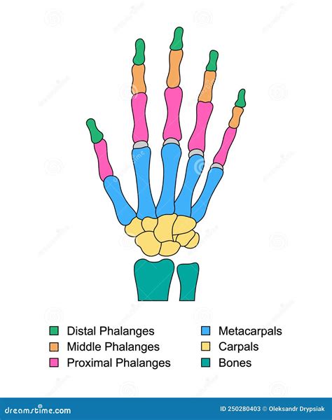 Metacarpals Cartoons, Illustrations & Vector Stock Images - 132 ...