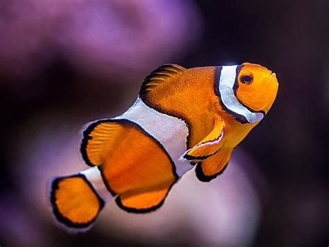 Clown Fish Habitat Maps