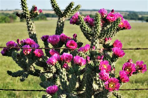 Pink Tree Cholla Cactus Blooms Free Stock Photo - Public Domain Pictures