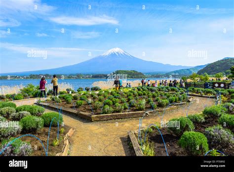 Tourists enjoying mount Fuji view from Oishi park at the Lake Kawaguchiko northern coast ...