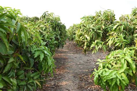 Banganapalli Mango Farming in India: A Guide to Planting, Care, Pests and Disease Management