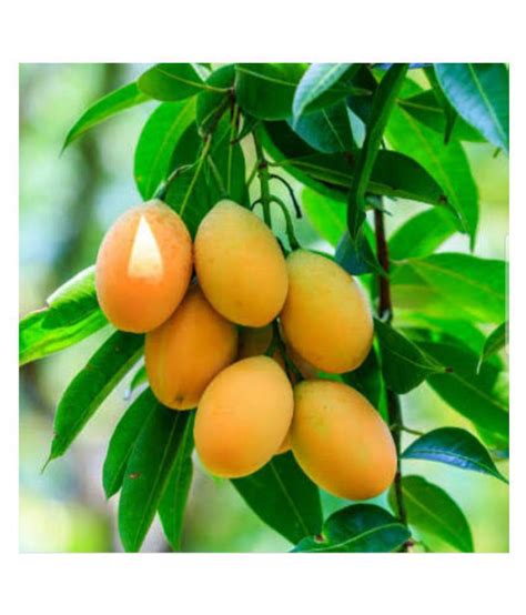 plantEzgro city Thailand kesar mango tree Outdoor Fruit & Fruit Plant ...