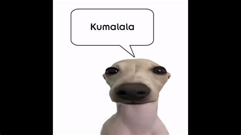 kumalala dog - YouTube