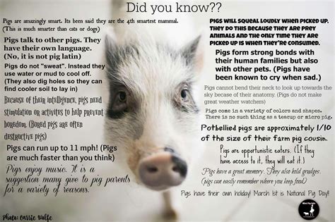 Fun pig facts | Mini potbelly pigs, Mini pig care, Pig