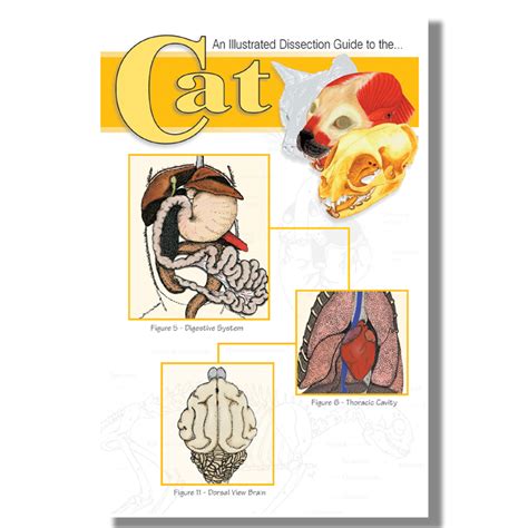 Dissection Guide - Cat