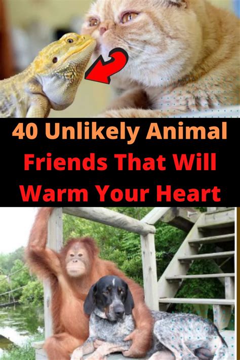 40 Unlikely animal friendships that will warm your heart | Unlikely ...