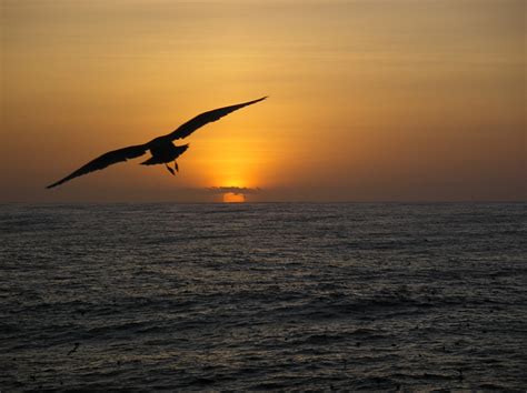 Free Images : sea, coast, nature, ocean, horizon, silhouette, bird, wing, sky, sunrise, sunset ...